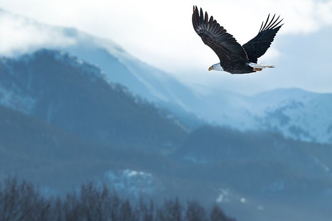 Bald eagle flying over snowy mountains
